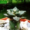 Ariocarpus_ scaphirostris _01